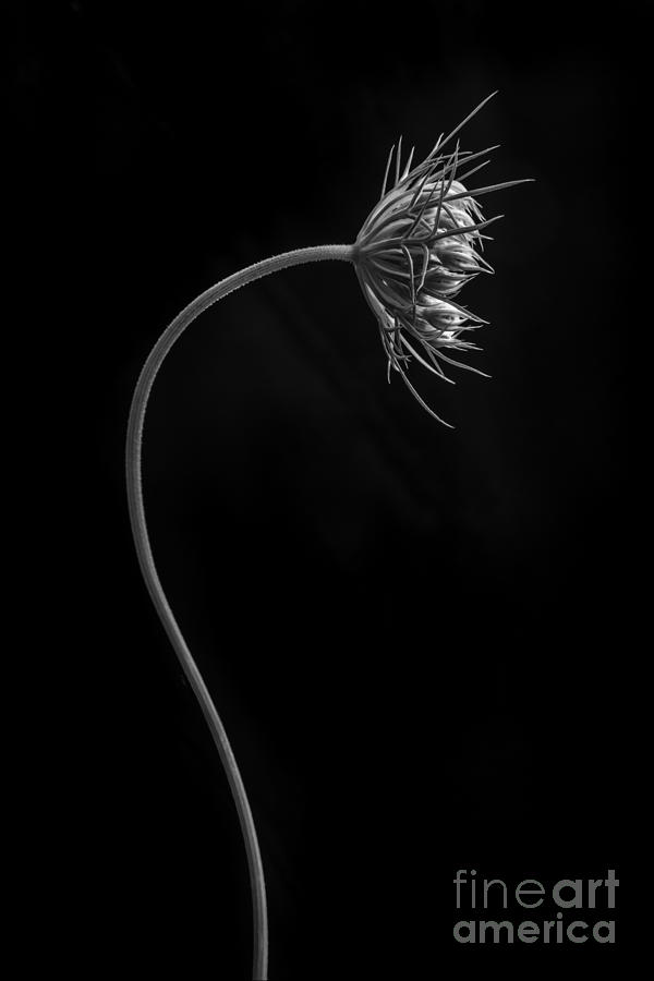 Queen Annes Lace Flower Photograph by Diane Diederich
