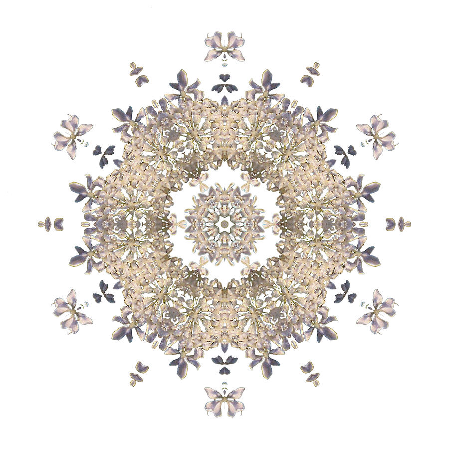 Queen Annes Lace I Flower Mandala White Photograph by David J Bookbinder