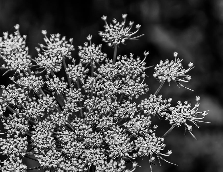 Queen Annes Lace in Black and White Photograph by Betty Eich