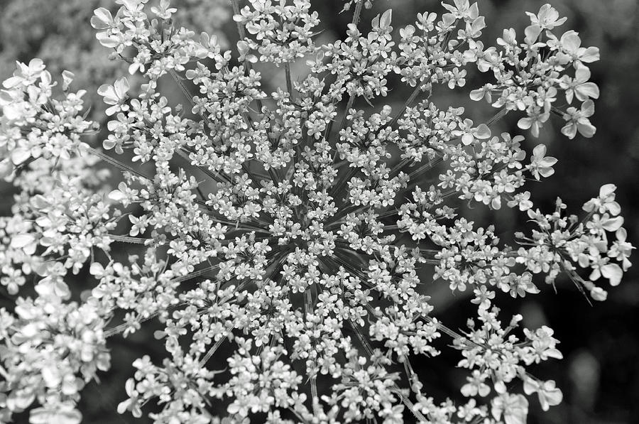 Queen Annes Lace in Black and White Photograph by Tikvahs Hope