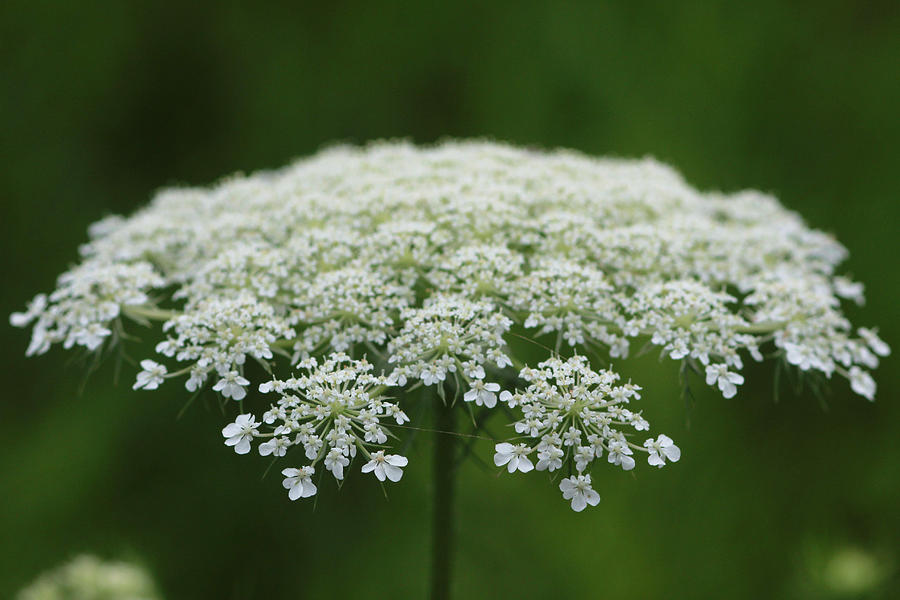 Queen Annes Lace Photograph by Jeanne White