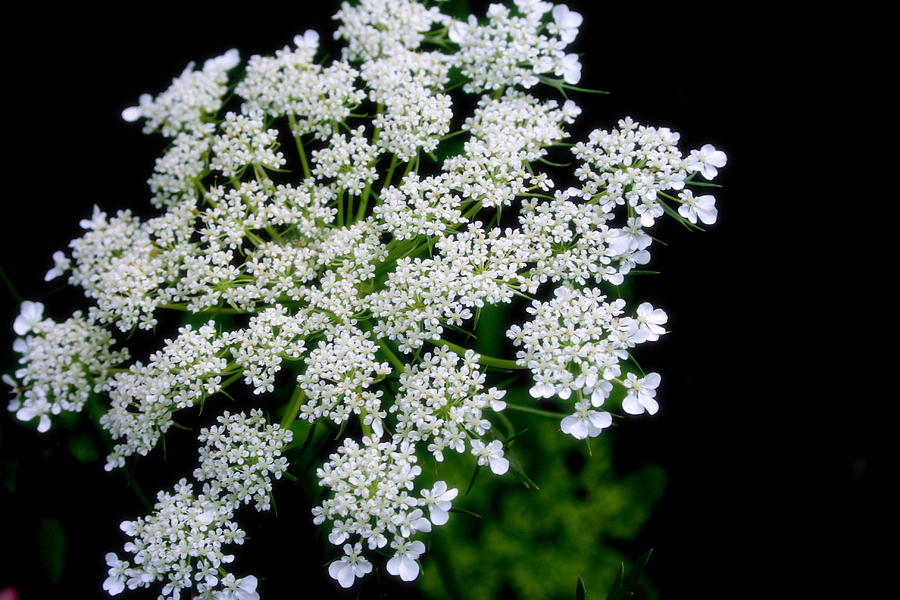 Queen Annes Lace Photograph by Kay Novy