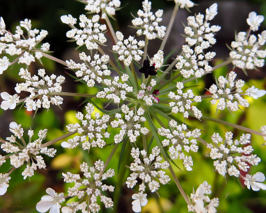Queen Annes Lace Macro Photograph by Shawna Rowe