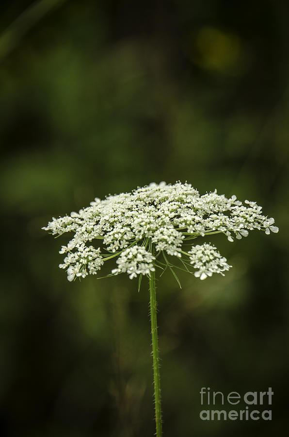 Queen Annes Lace Photograph by Mary Carol Story