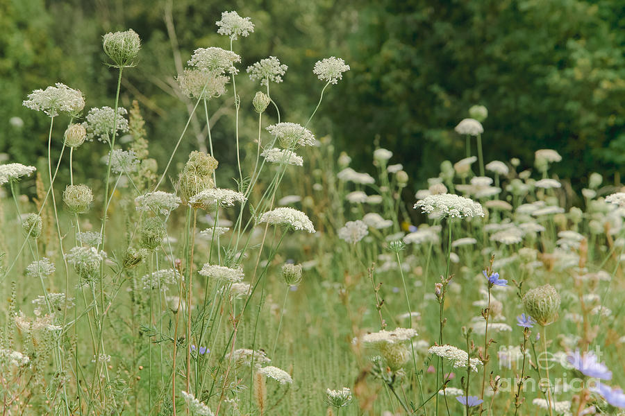 Queen Anne's Lace Photograph By Mary Smyth - Fine Art America