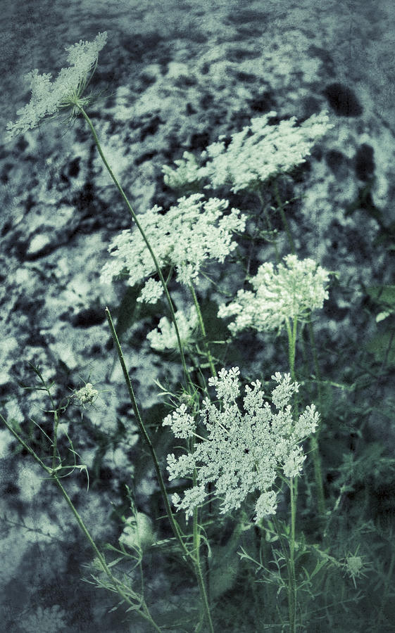 Flower Photograph - Queen Annes Lace by Patricia Januszkiewicz