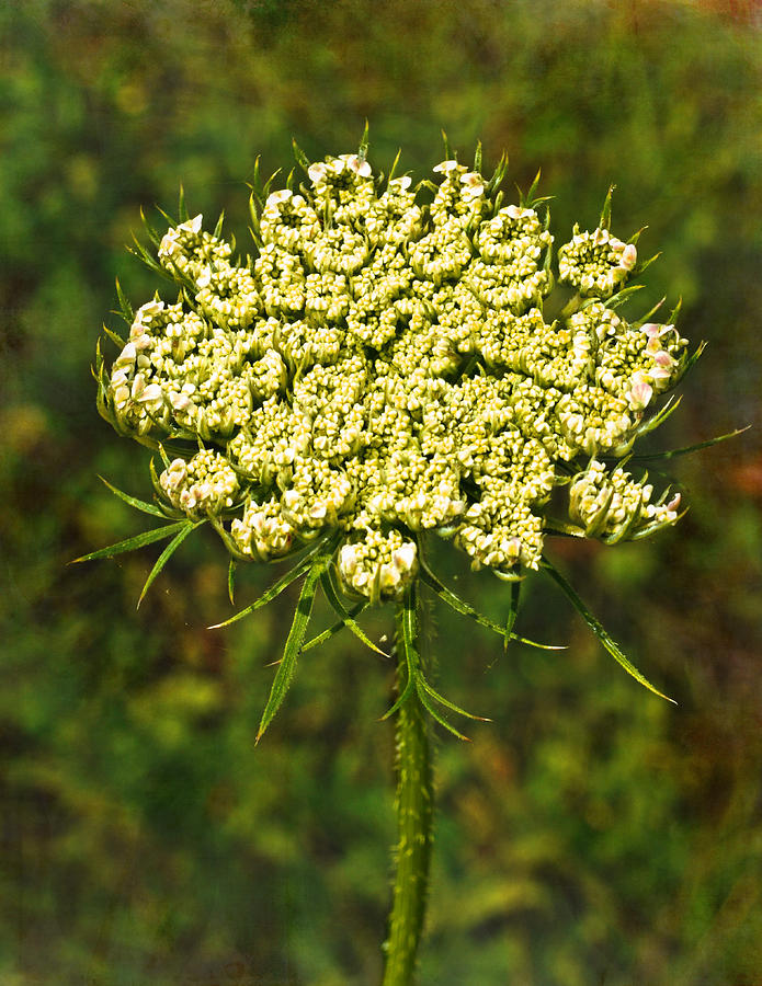 Nature Photograph - Queen Annes Lace by Sandi OReilly