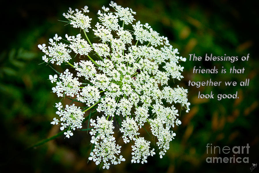 Queen Annes Lace Photograph by Sandra Clark