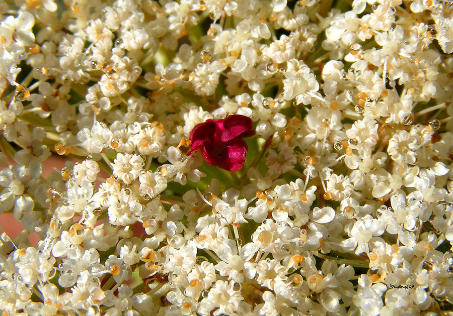 Queen Annes Lace Upclose Photograph by Duane McCullough