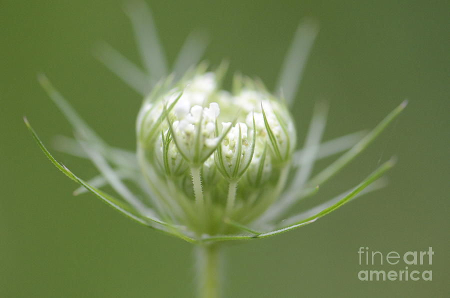 Queen Anns Lace Bud Photograph by Amy Porter