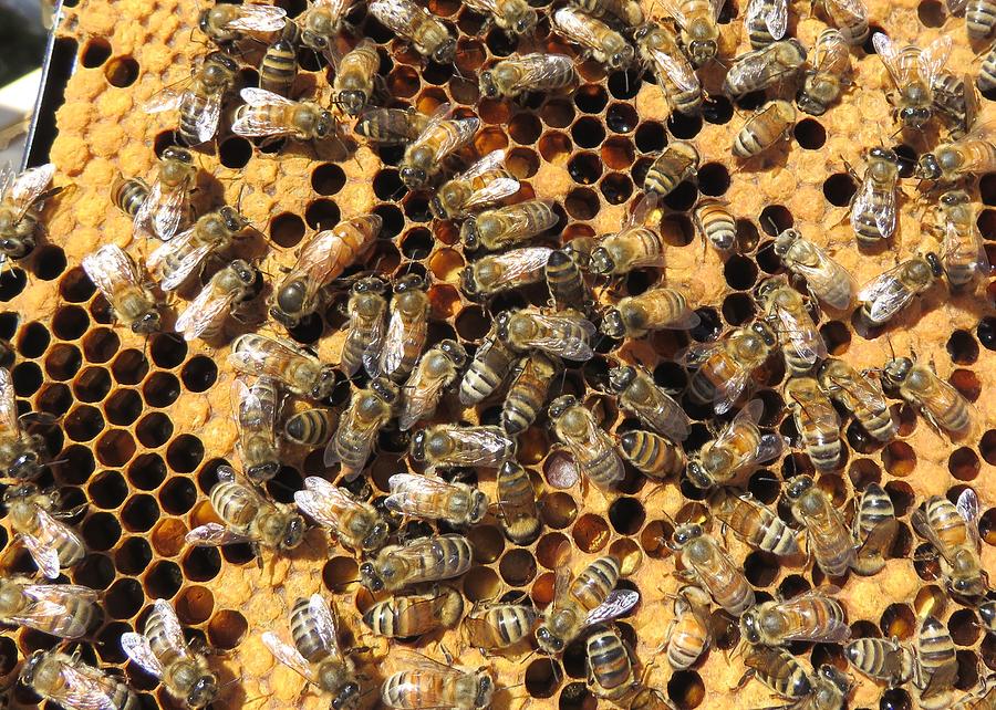 Queen Bee and her Attendants Photograph by Lucinda VanVleck