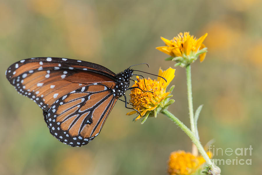 Queen Butterfly 7 Photograph by Al Andersen