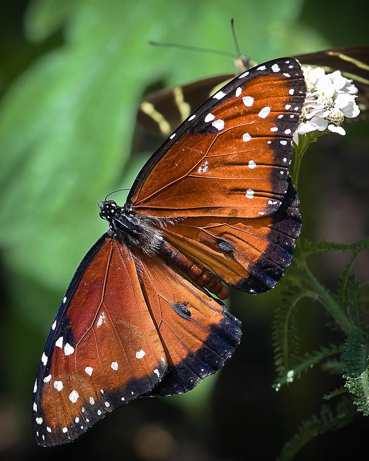 Butterfly Photograph - Queen Butterfly by Adam Romanowicz