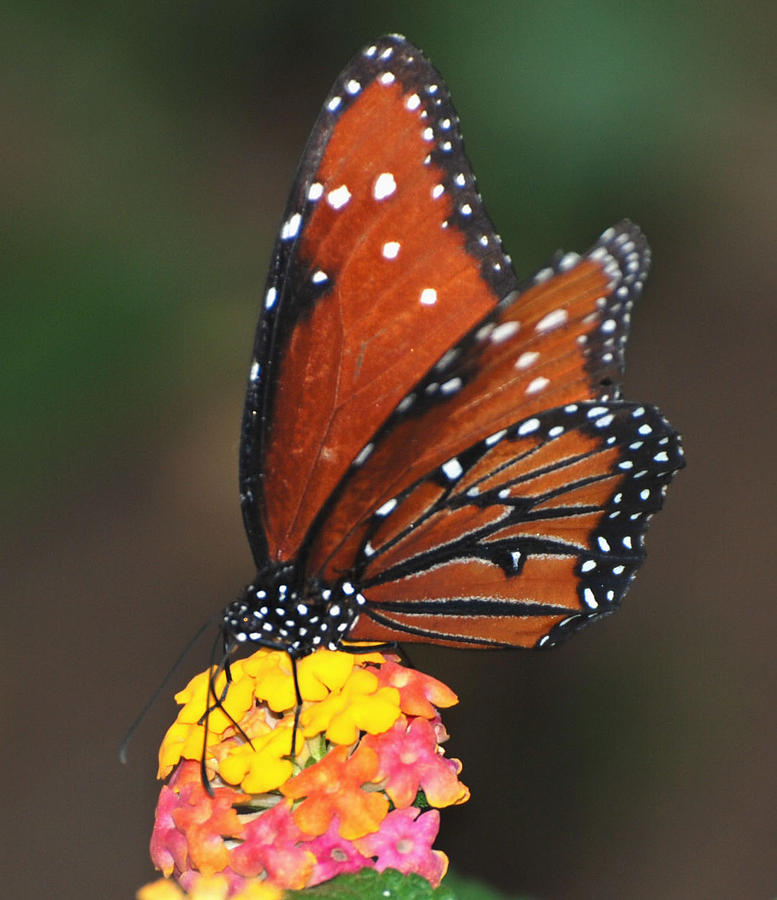 Queen Butterfly and Flower Photograph by Richard Bryce and Family