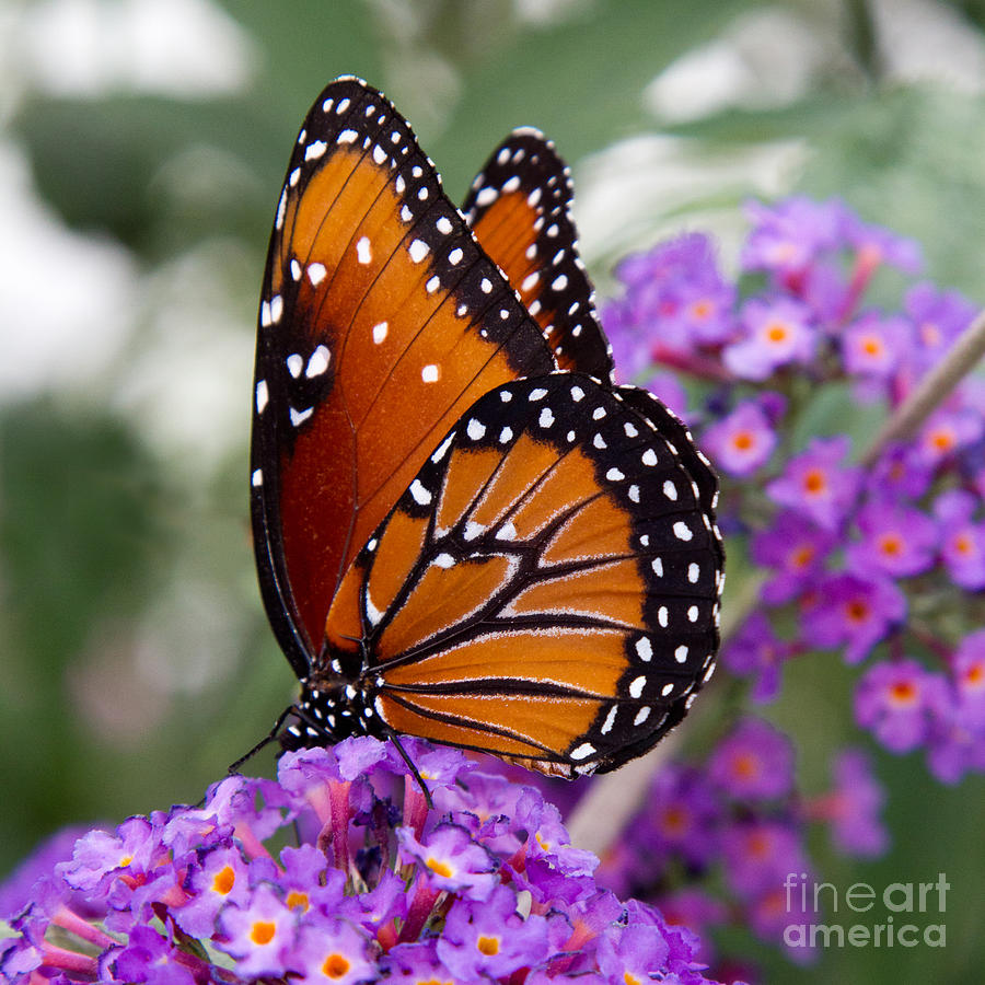 Queen Butterfly Photograph by Chris Scroggins