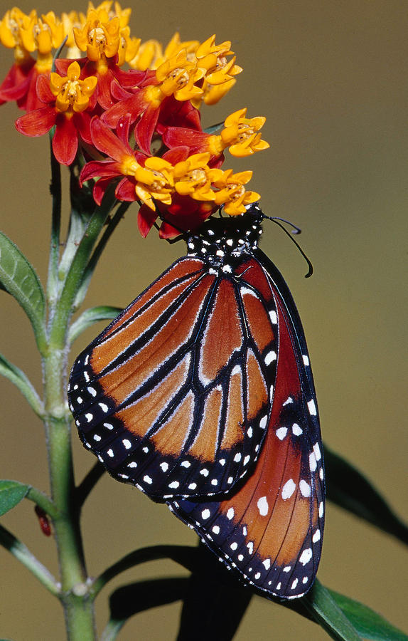 Queen Butterfly Danaus Gilippus Photograph by Millard H. Sharp - Fine ...