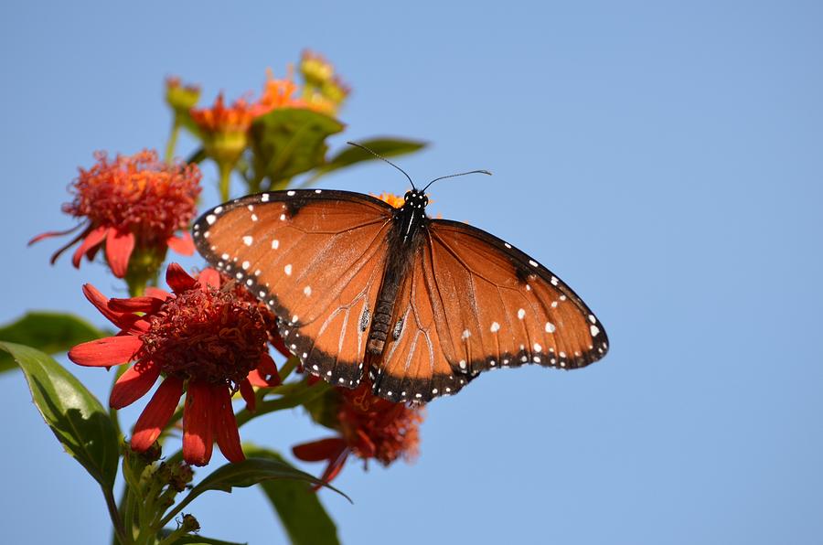 Queen Butterfly Photograph by Debra Martz