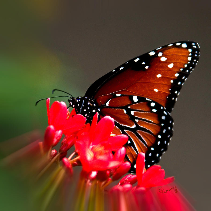 Queen Butterfly II Photograph by Penny Lisowski