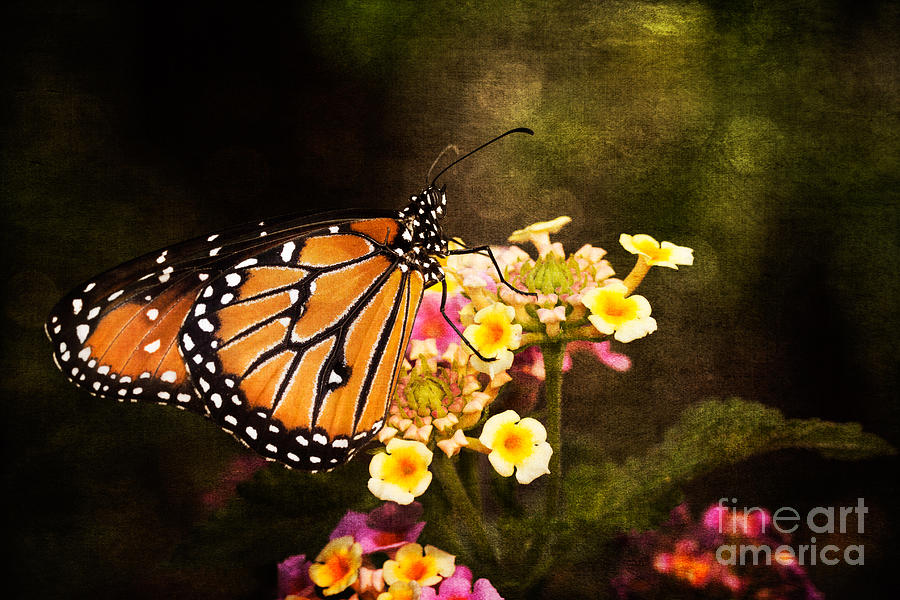 Queen Butterfly Photograph by Marianne Jensen