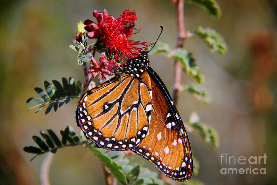 Queen Butterfly Photograph by Mariola Bitner