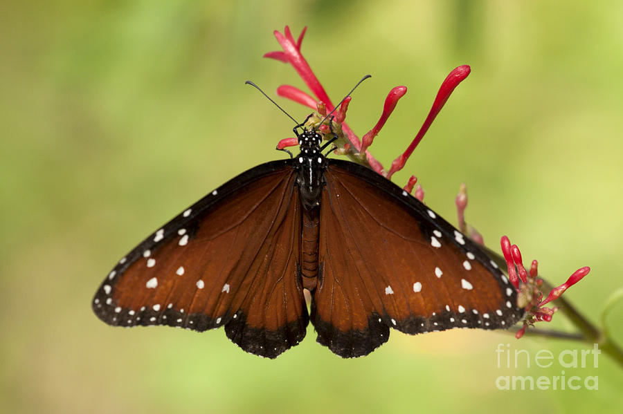 Queen Butterfly Photograph