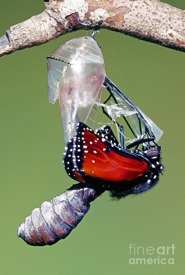 Queen Butterfly Photograph by Millard H. Sharp
