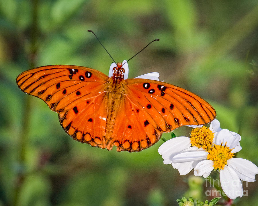 Queen Butterfly Photograph by Ronald Lutz