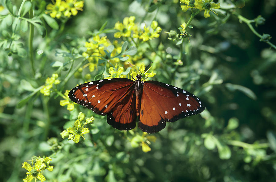 Queen Butterfly Photograph by Sally Mccrae Kuyper/science Photo Library