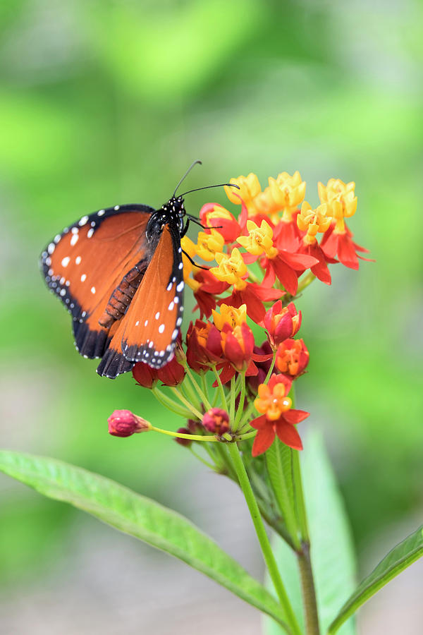 Queen Butterfly, Scarlet Milkweed, USA Photograph by Lisa S ...