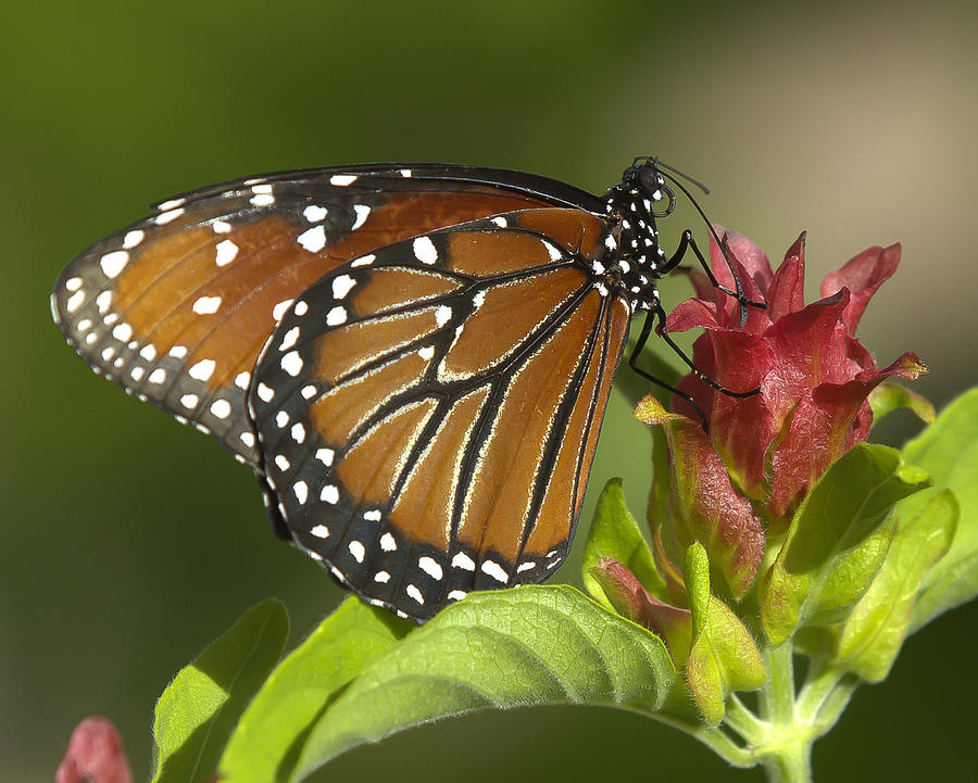 Queen Butterfly Photograph by Sean Allen