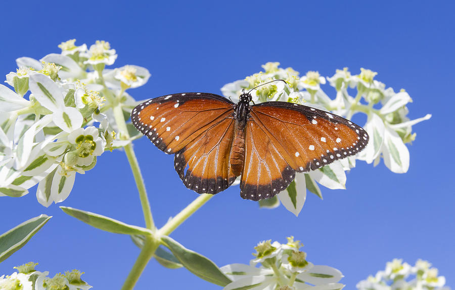 Queen Butterfly Photograph by Steven Schwartzman