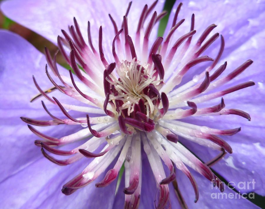 Queen Clematis Feeling Blue On A Rainy Day Photograph by Lingfai Leung