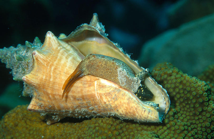 Queen Conch Photograph by Charles Angelo - Pixels