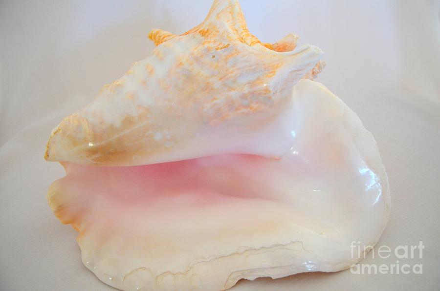Queen Conch Photograph by Mary Deal
