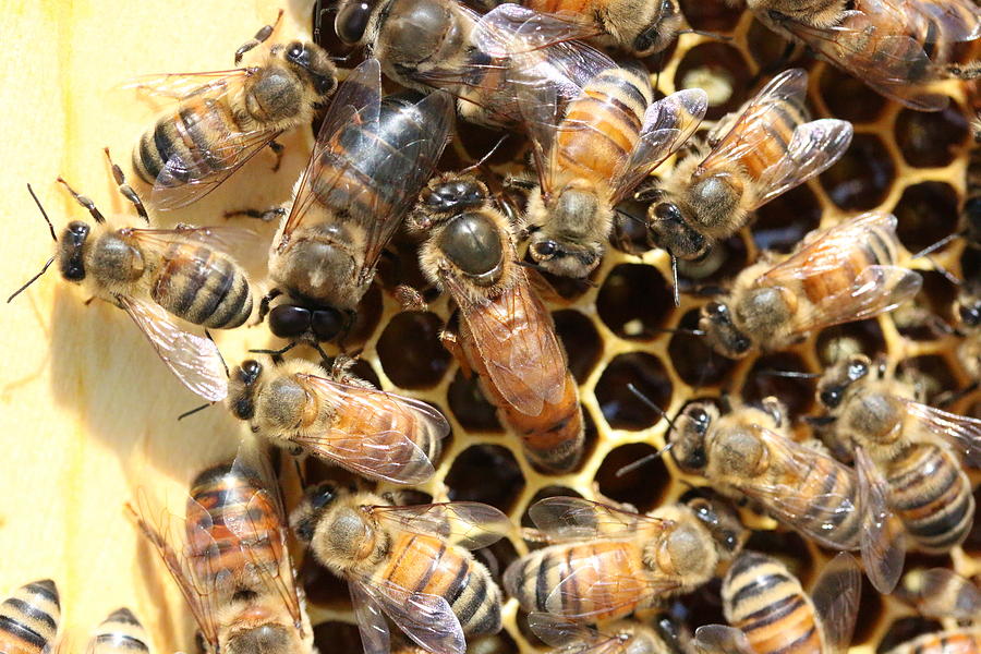 Queen Drone Worker Bees Photograph by Lucinda VanVleck