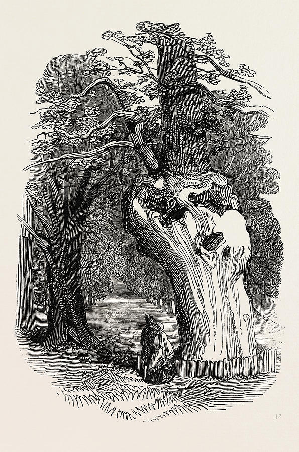 Queen Elizabeths Oak, In Hatfield Park Drawing By English School