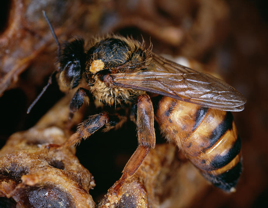 Queen Honeybee Photograph by Sinclair Stammers/science Photo Library