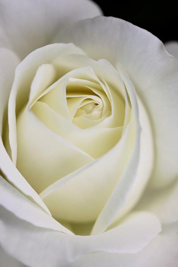 Nature Photograph - Queen Ivory Rose Flower 2 by Jennie Marie Schell