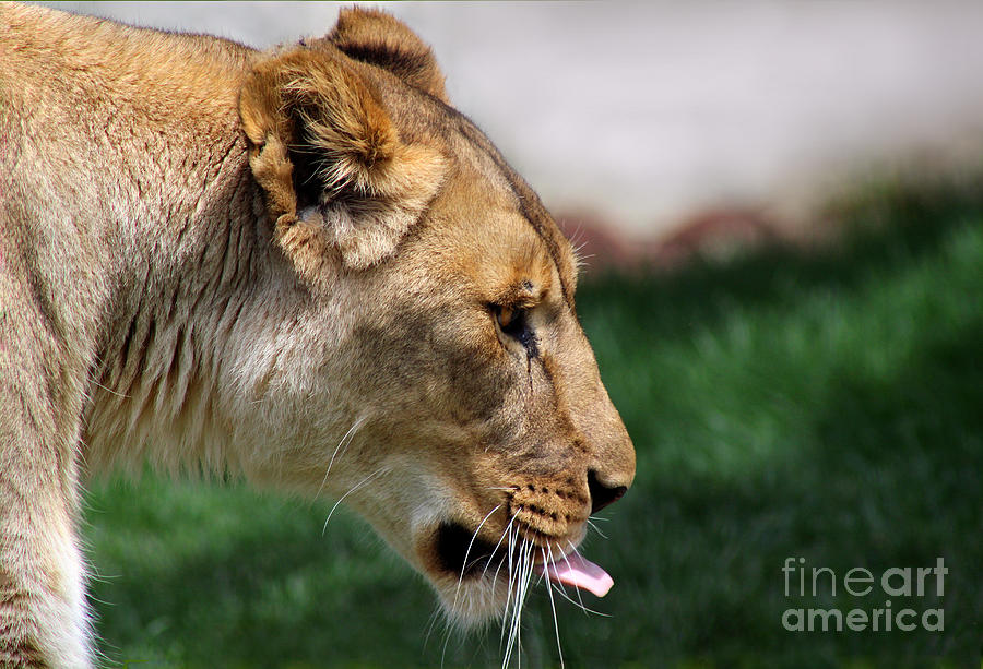 Queen Lion Photograph by Karen Adams