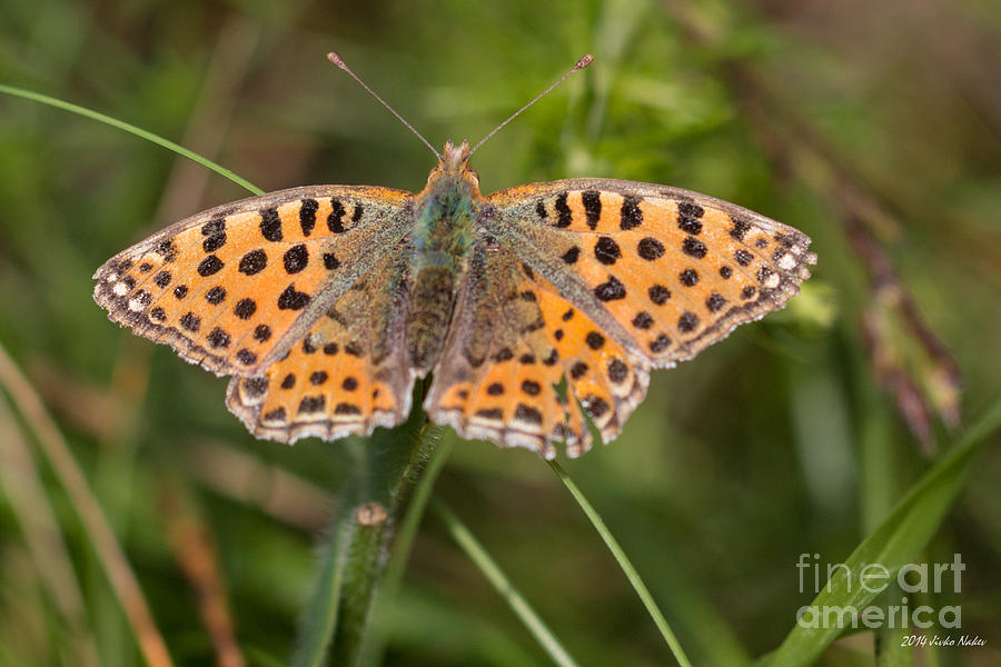 Queen of Spain Fritillary Butterfly Photograph by Jivko Nakev