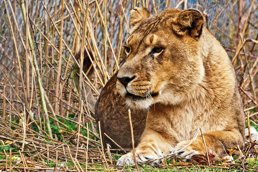 Queen of the Jungle Photograph by Scott Wood