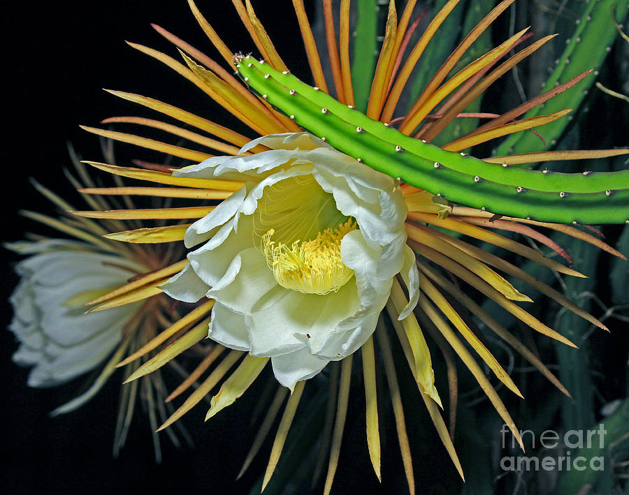 Queen Of the Night - Cereus Photograph by Larry Nieland