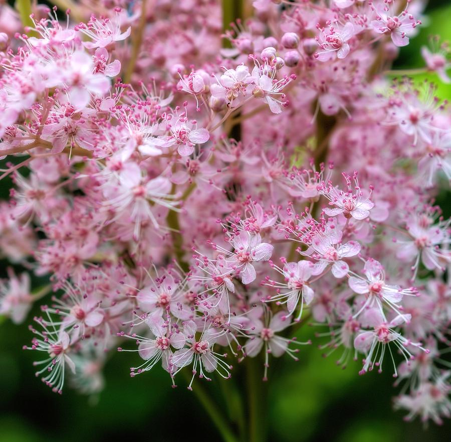 Queen of the Prairie - Filipendula Photograph by Henry Kowalski
