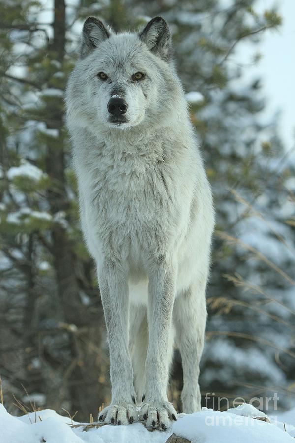 Grey Wolf Photograph - Queen Of The Rockies by Adam Jewell