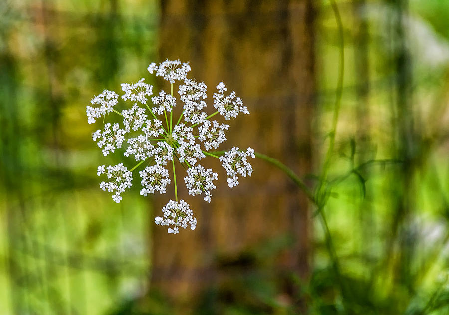 Flower Photograph - Queen of the Woods by Steve Harrington