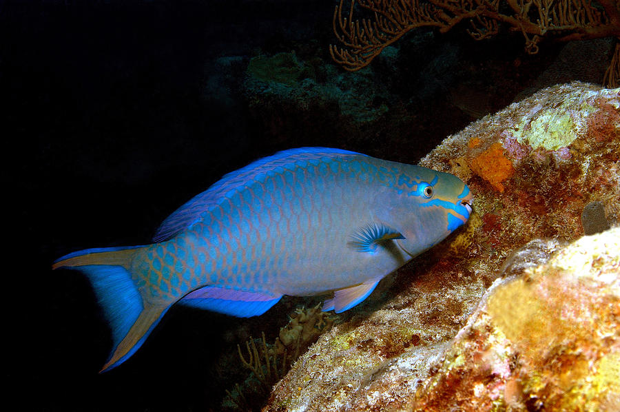 Queen Parrotfish Photograph by Charles Angelo