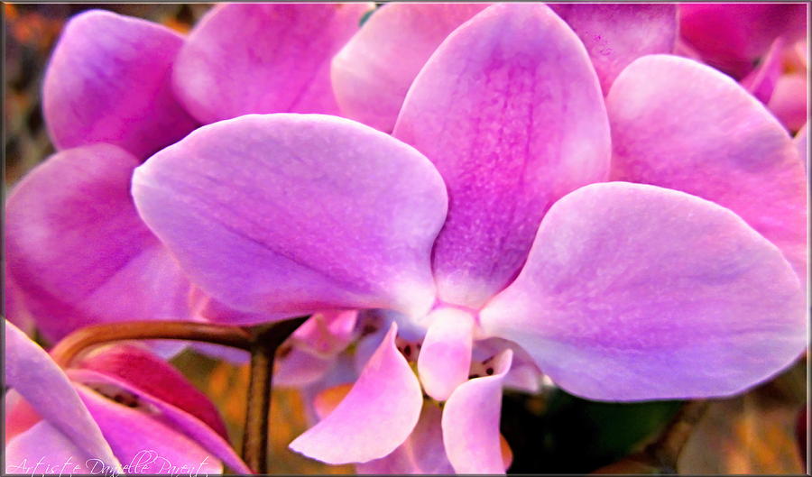 Hamilton Photograph - Queen Pink Orchids Macros by Danielle  Parent