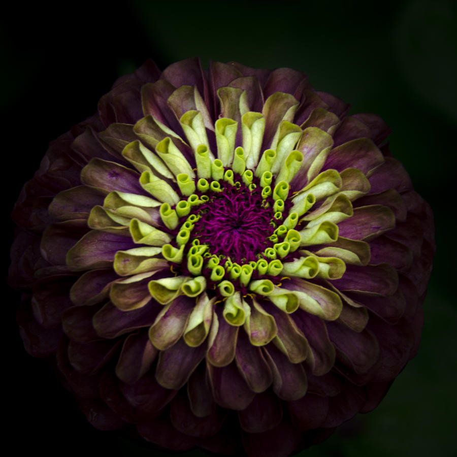 Queen Red Lime Zinnia Photograph by Julie Palencia