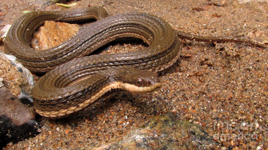 Queen Snake Photograph By Joshua Bales Pixels