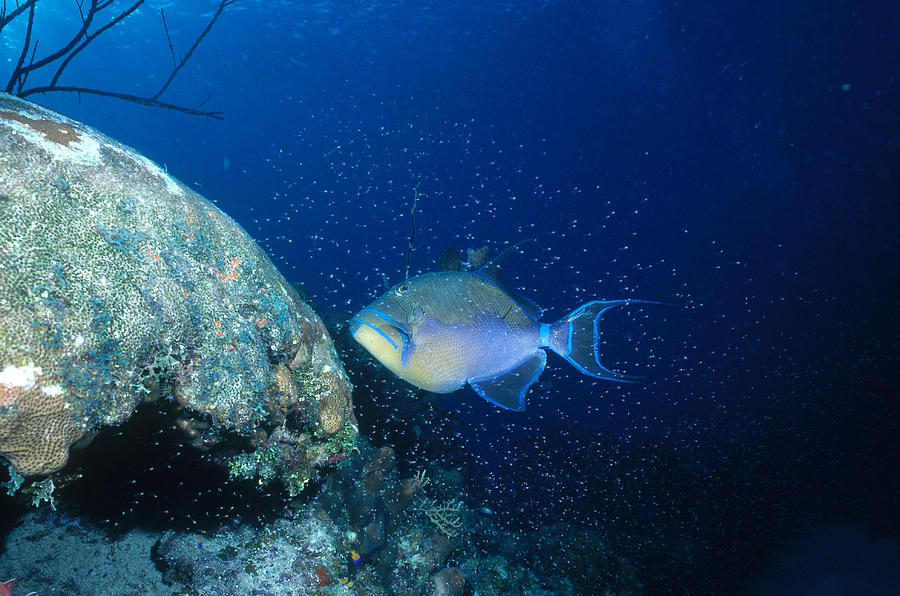 Queen Triggerfish With Fry Photograph by Charles Angelo